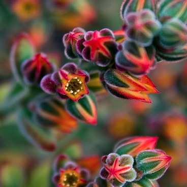 100 piezas distintas semillas Lithops que viven las semillas de flor de piedra Cactus Cactus Succulent Raras Bonsai colorido carnoso Planta Fácil Crecer Jardín