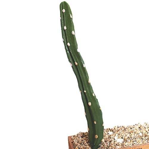 Realista Artificial Cactus Suculentas bola Peras espinosas falsas plantas de plástico Craft paisaje Para Office Family Garden Decor E