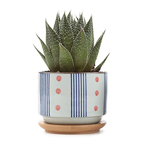 T4U - Maceta de cerámica de estilo japonés, serie plantas suculentas y cactus, 7,5 cm