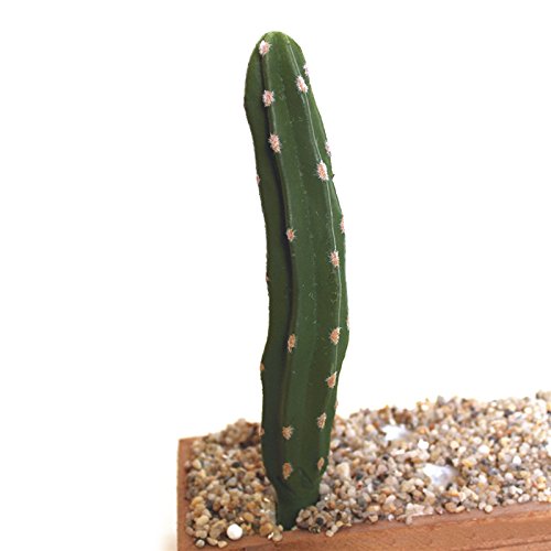 Realista Artificial Cactus Suculentas bola Peras espinosas falsas plantas de plástico Craft paisaje Para Office Jardín Decoración Familia D