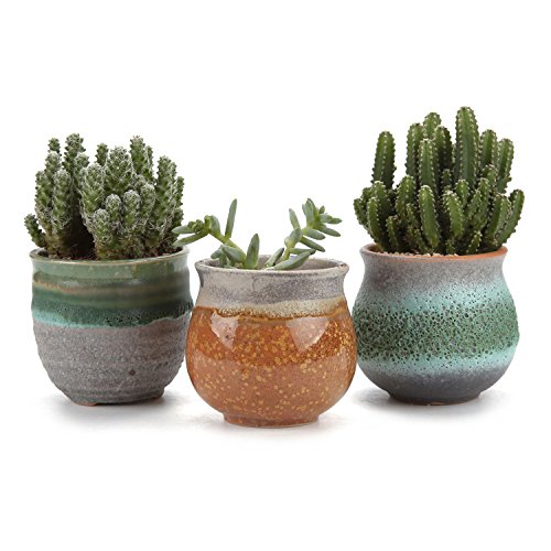 T4U - Maceta de cerámica, serie plantas suculentas y cactus, 7 cm