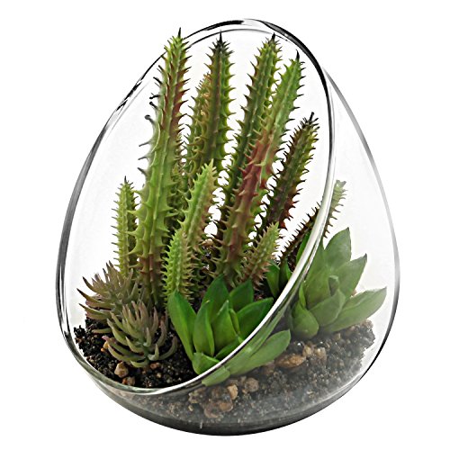 MyGift pequeñas plantas de cactus artificial con oblicuo jarrón terrario de vidrio transparente