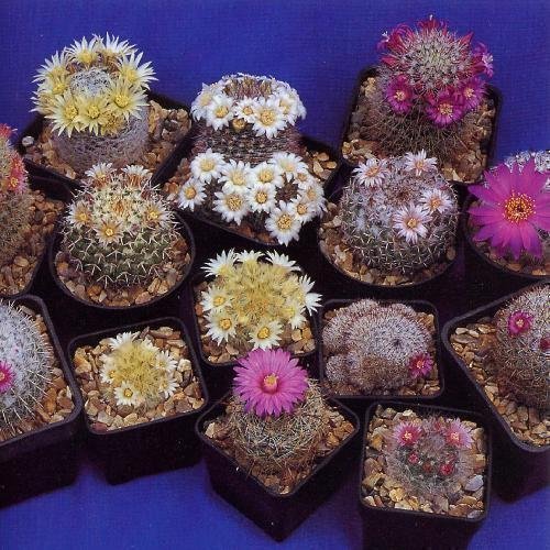 Tropica cactus mezcla de Mammilaria - 100 semillas