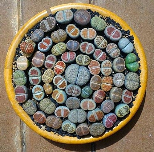 200 Suculentas mixtos semillas- Semillas Lithops, semillas crudas de piedra Cactus en maceta Los tallos de las flores