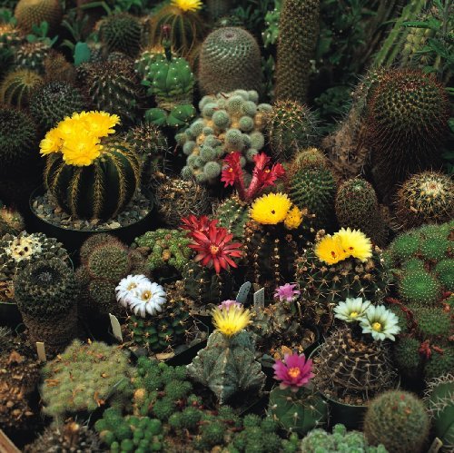 Sólo Semilla - Flor - Cactus - Corona Mix - 100 semillas - Espectacular
