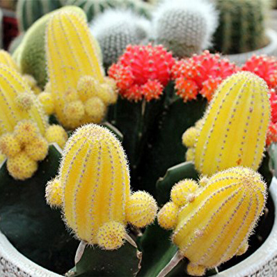 Mezcla de semillas de cactus Echinopsis, semillas de flores, de alta germinación - 20 partículas de siembra