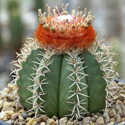 Tropica - cactus Cubano cactus Melón (Melocactus matanzanus) - 40 Semillas