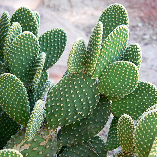 Raras semillas de cactus exóticas Cactus azul Plantas suculentas para la decoración del jardín del hogar Purifique el aire y evite la radiación 18 100 piezas 