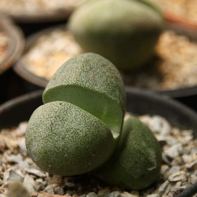 SAFLAX - Piedras vivas - 40 semillas - Pleiospilos nelii