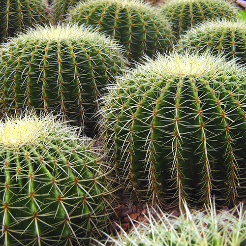 Cactus de barril dorado, bola dorada - Amortiguador de la suegra - semilla