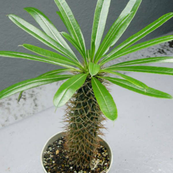 Tropica - Cactus - Madagascar - Palma (Pachypodium lameri) - 10 Semillas