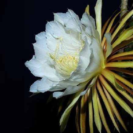 Tropica - Cactus - Reina de la Noche (Selenicerus grandiflorus) - 40 Semillas