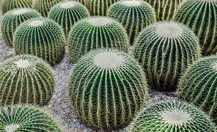 Cactus asiento de la suegra